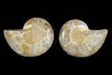 3.3" Cut & Polished Agatized Ammonite Fossil (Pair)- Jurassic - #131665-1